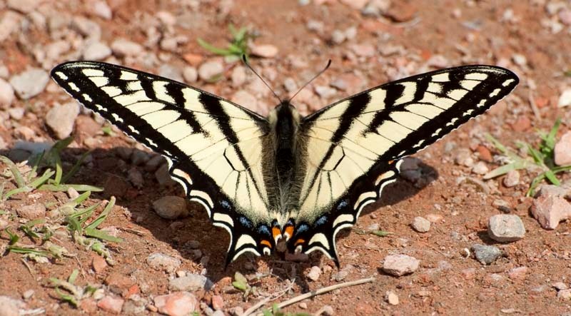 SWALLOWTAIL – A typical tiger swallowtail near Grandin Pond. Known for its yellow wings