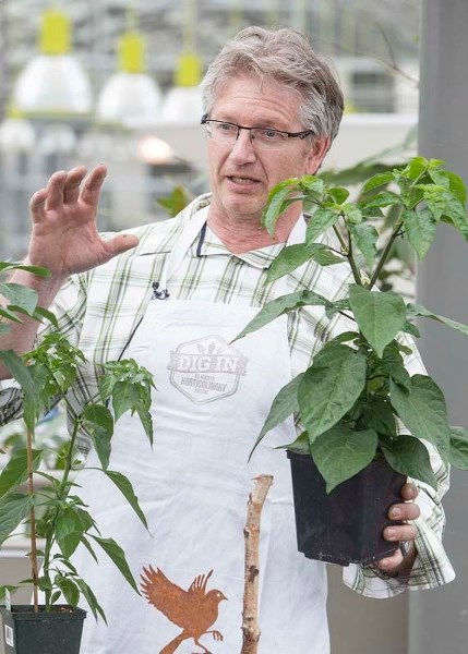 HOT STUFF – Jim Hole of Hole&#8217;s Greenhouses shows off a Trinidad Moruga Scorpion pepper plant