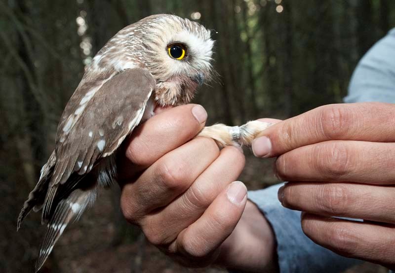 BANDED – A band on the leg of an adult saw-whet owl will remain in place for the rest of its life