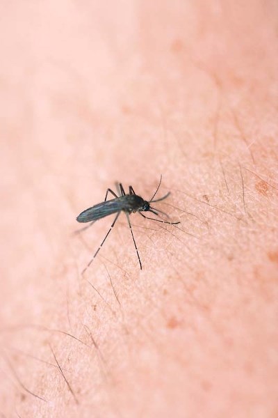 VARIETY OF BITERS – Alberta is home to 41 species of mosquito. Some are more common in the spring while others buzz to life later in the summer.
