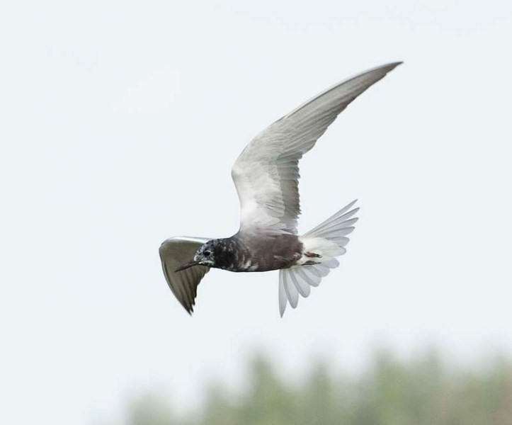 WATCH OUT – A black tern circles the John E. Poole interpretative boardwalk in 2012. The boardwalk has been closed again this year as the terns are aggressively defending