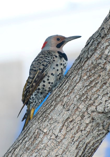 FASHIONABLE? – A typical male northern flicker (as identified by the black &quot;moustache&quot;). Northern flickers are recognizable by their polka-dotted feathers and the