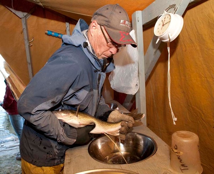 MAKING BABIES – Retired fisheries technician Daryl Watters extracts eggs from a live female walleye taken from Lac Ste. Anne. Once the eggs hit the water in the bowl