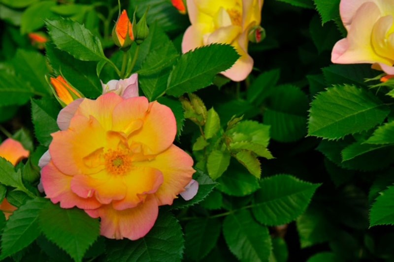 ROSE PARTY – Are you having success with your garden roses? Want to see what others are able to grow? The St. Albert Botanic Park is calling all roses gardeners