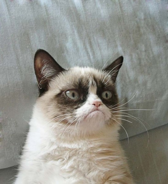 GRUMPY CAT – Things are moving to the big screen for three days only this weekend