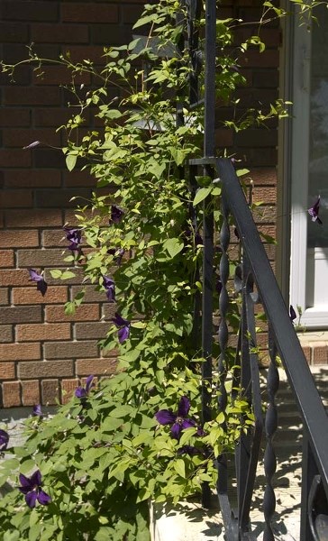 UPWARDLY MOBILE – Clematis plants are enthusiastic climbers and come in many varieties.