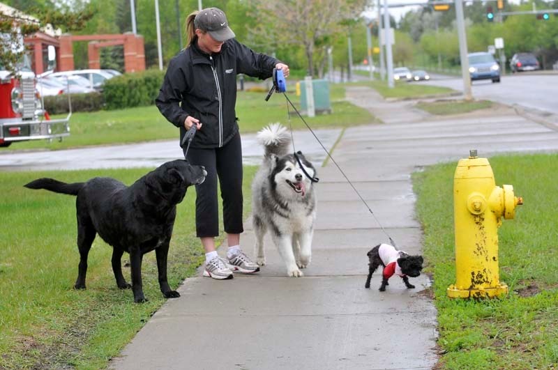 LEASH RULES – In a few weeks more stringent leash requirements take effect in St. Albert.