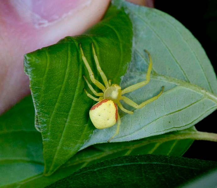 CRABBY SPIDER – A female goldenrod crab spider scuttles underneath a leaf in the St. Albert Botanic Park. This species of spider is known for its abilty to scuttle sideways