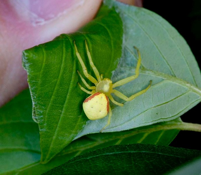 CRABBY SPIDER – A female goldenrod crab spider scuttles underneath a leaf in the St. Albert Botanic Park. This species of spider is known for its abilty to scuttle sideways