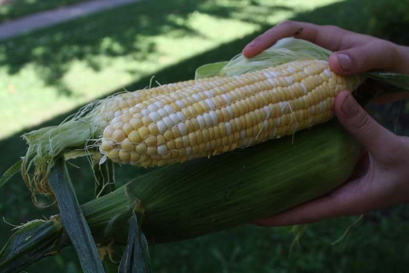 COMMUNITY APPROACH – Don&#8217;t forget local community gardens where you can grow a plot of veggies at a small cost