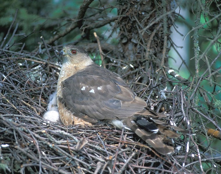 DO YOU MIND? – An adult Cooper&#8217;s hawk seated on a nest. Unlike their bigger cousins
