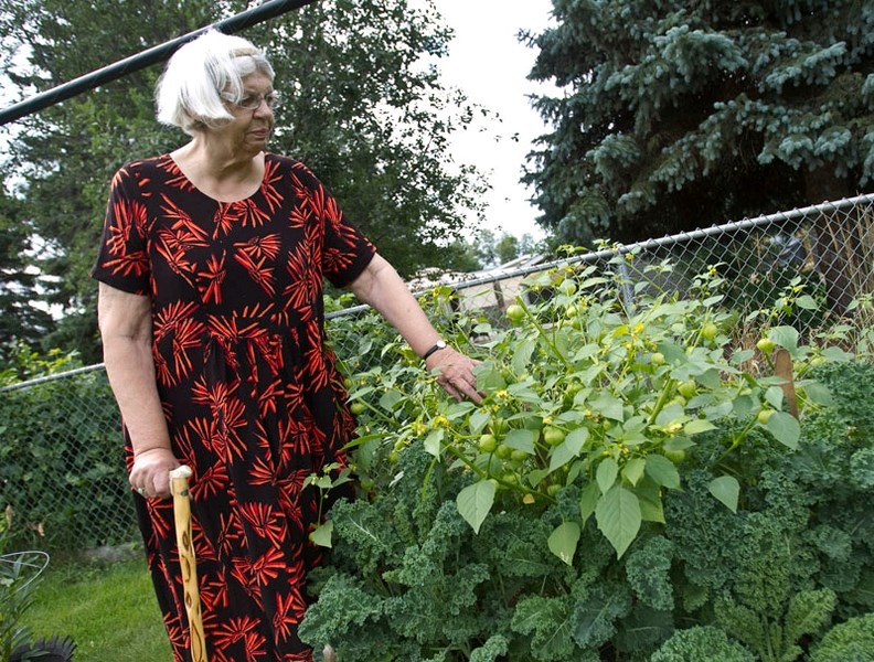 SHOW QUALITY – Gertrude Zwierink of St. Albert checks on her garden and plans to enter some of her vegetables into this year&#8217;s 32nd annual St. Albert &amp; District