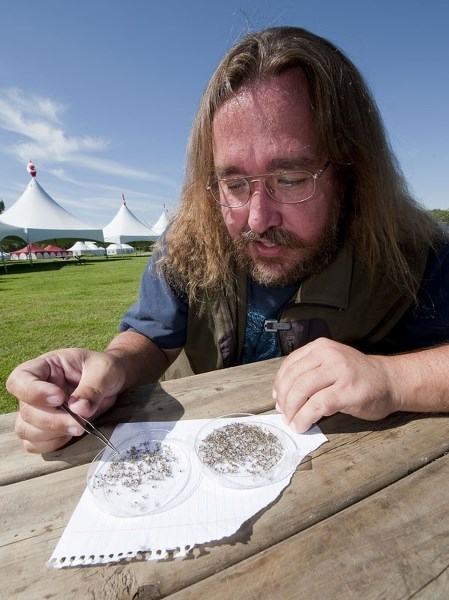 BUG COUNT – City of Edmonton biological sciences technician Mike Jenkins examines mosquitos recently collected from the city&#8217;s bug traps in this August 2012 photo. As