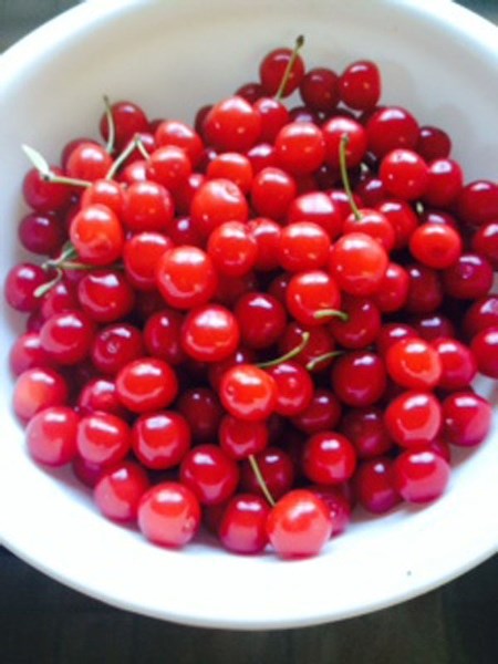 EVANS CHERRY – The fact that these cherries grow in almost every back yard is due almost entirely to the work of provincial agriculture pathologist