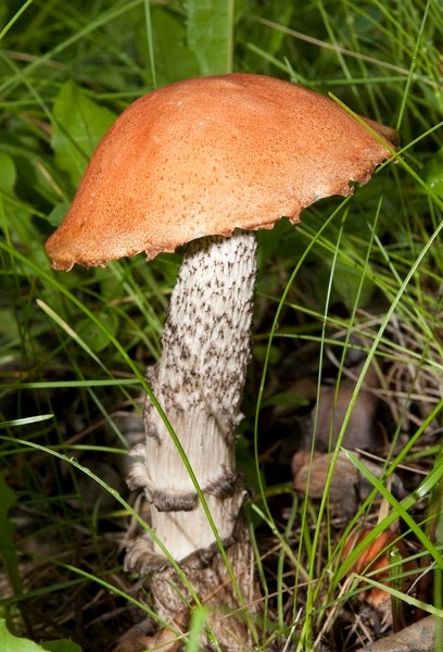 NICE CAP – A typical red cap mushroom spotted in St. Albert. The red cap is one of Alberta&#8217;s many edible mushrooms
