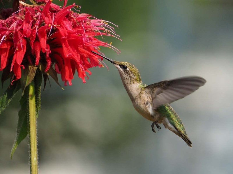 HUM-DINGER – A ruby-throated hummingbird