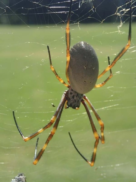 CITY SPIDERS &#8211; A new study is examining the impacts of urbanization on spiders.