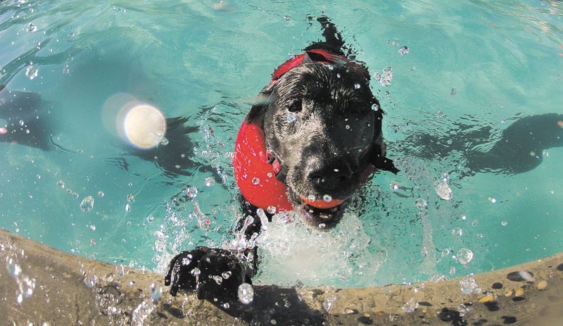 POOCH POOL &#8211; The Grosvenor Park Outdoor Pool will host its third annual Dog Swim on Monday