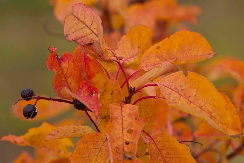 FALL COLOURS – Fall colours are on full display along Riverlot 56. Leaves change colour in the fall as trees stop producing green chlorophyll