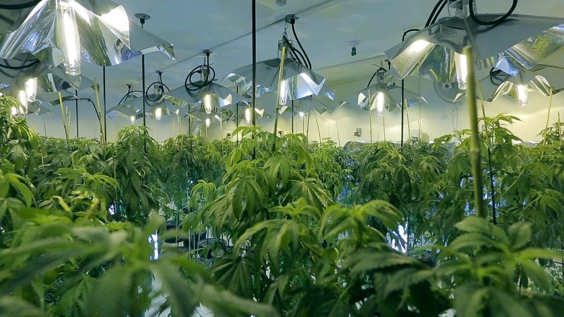 The Culture High is Edmonton-based producer Adam Scorgie&#8217;s continuation of the examination of marijuana and its place in world culture.
