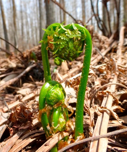 OSTRICH FERN – An example of an ostrich fern