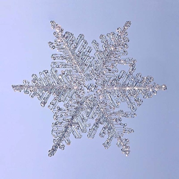 EACH ONE UNIQUE? – A fernlike stellar dendrite snowflake photographed by Edmonton&#8217;s Paul Burwell. Although two snowflakes could be identical if they were both made of