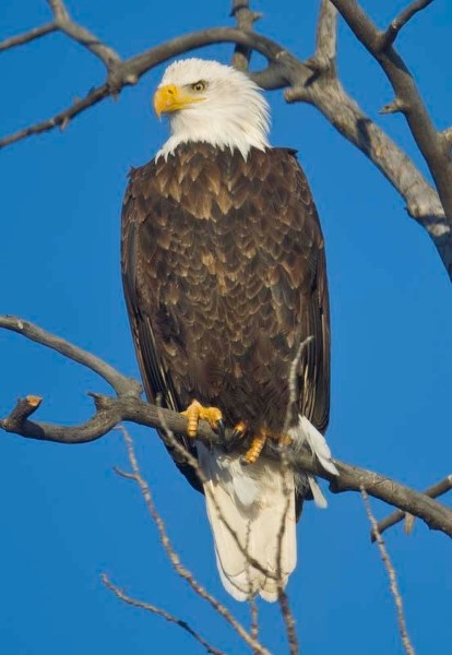 BE COUNTED – An American bald eagle rests in a tree on Wednesday morning. Birds such as this one will be counted in detail later this month as part of the 24th annual St.