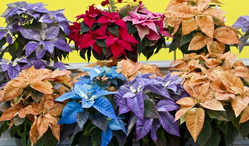 Holes Enjoy centre is full of a variety of Poinsettias including some new fancy colors in Orange
