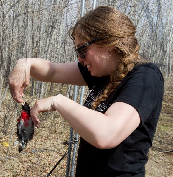 An aggressive red-breasted grosbeak mde this year&#8217;s list of our reporters&#8217; favourite stories.