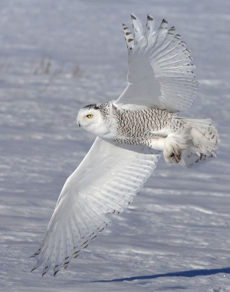 A snowy owl takes flight.