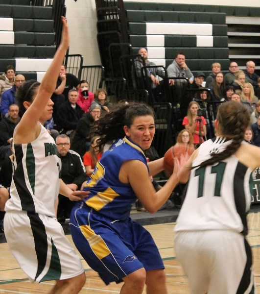 DOUBLE TEAMED – Riki Steward of the St. Albert Skyhawks controls the ball in double coverage in Tuesday&#8217;s 67-57 victory over the Spruce Grove Panthers. Steward scored a 