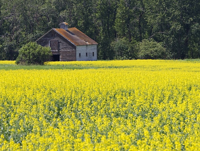 Dan Orchard of the Canola Council of Canada will attend a workshop in Morinville to discuss clubroot – the soil-borne canola killing disease running rampant throughout