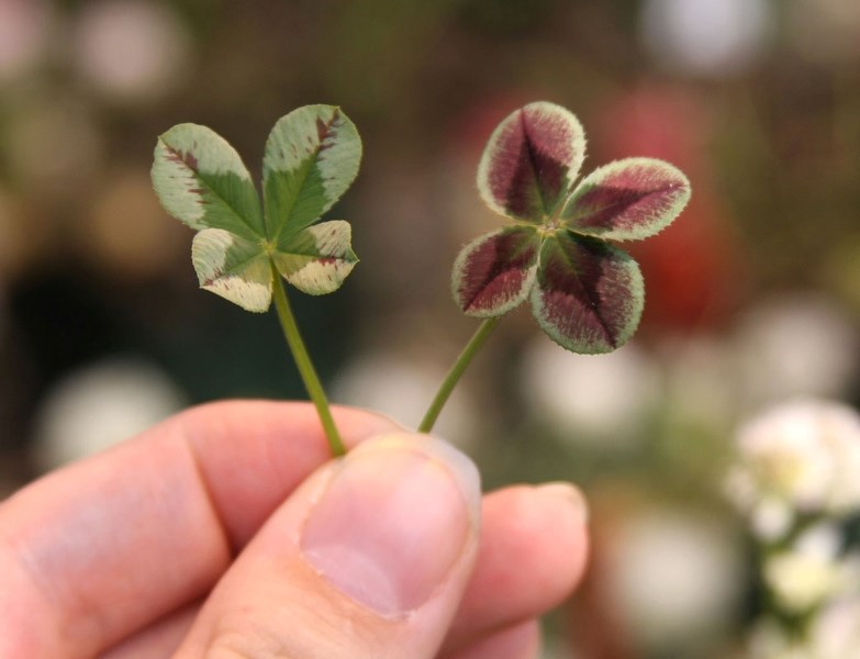 LUCKY? – An example of two four-leaf clover leaves grown in the Parrott Lab at the University of Georgia. Researchers at the lab have used genetics and cross-breeding to