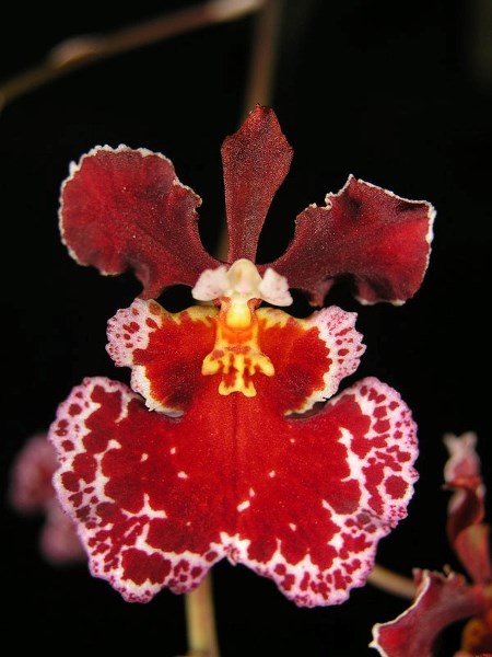 The 38th Annual Orchid Fair will be hosted at the Enjoy Centre April 17