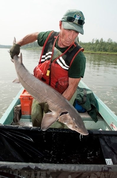 FISH STORY – Fisheries technician Daryl Watters puts a just-netted lake sturgeon into a water-filled trough for examination in this 2010 photo on the North Saskatchewan