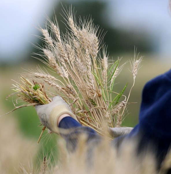 Albertans will plant about 6.6 per cent more spring wheat this year.