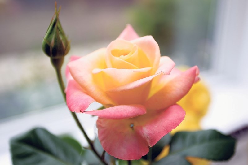 St. Albert Botanic Park&#8217;s annual Mother&#8217;s Day Sale will have 675 roses up for grabs.
