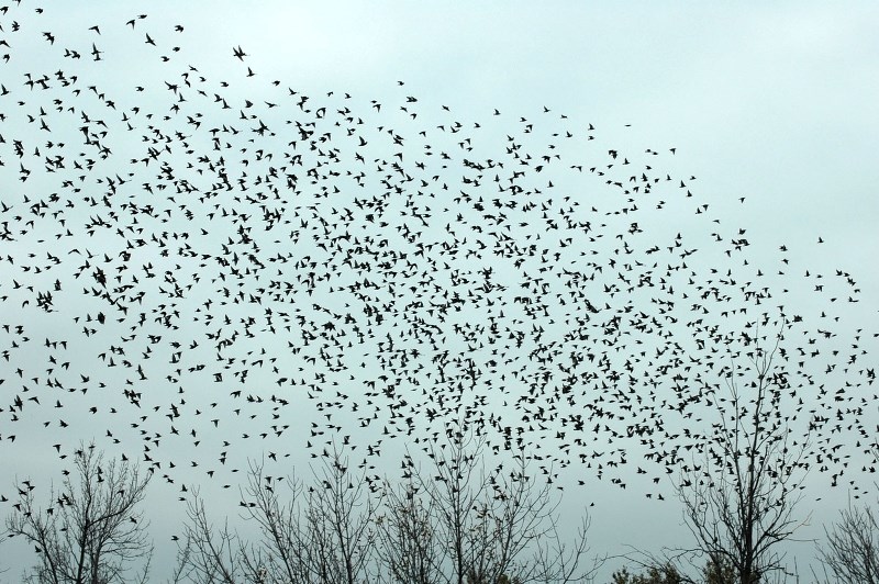 WHOOSH – A large flock of European starlings moves as a swarm in this shot taken in Ottawa. Scientists are still mystfied by how birds can move in such huge co-ordinated