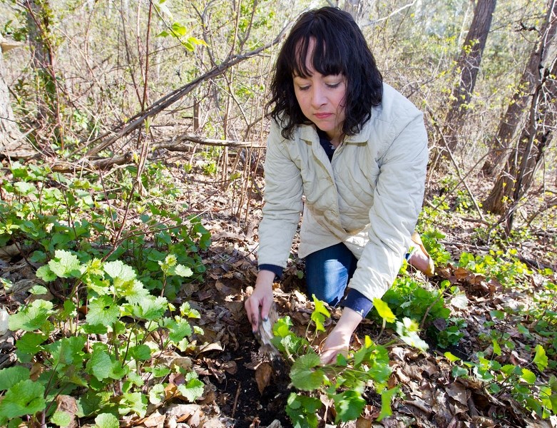 WEED SCIENCE – Melissa Hills from the Department of Biological Science at MacEwan University removes a cluster of garlic mustard from the Forest Lawn ravine on Monday