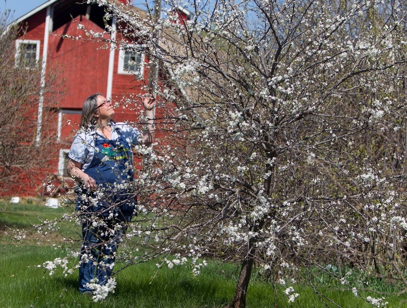 Tam Andersen of Prairie Gardens near Bon Accord checks over the new blossoms of her plum tree.