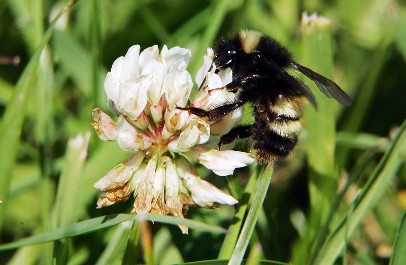 Bumblebees are threatened by climate change.
