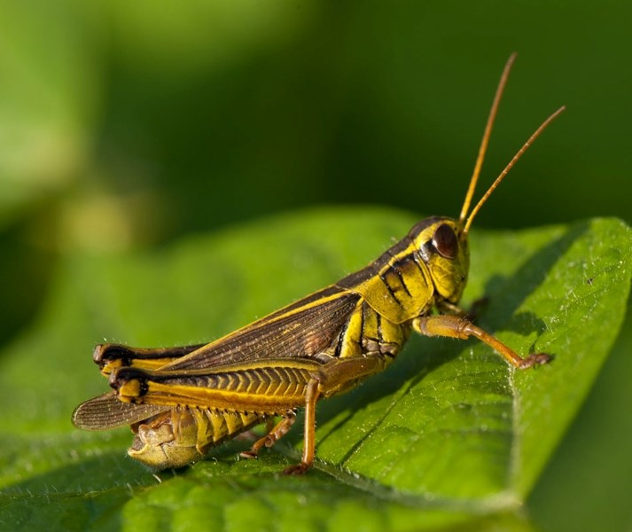 TWO STRIPED — A typical two striped grasshopper