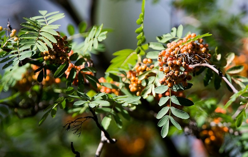 WILD BERRIES – Rowan berries