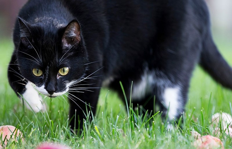 Residents should keep an eye on their cats and small pets after two cats were found mutilated in city parks.
