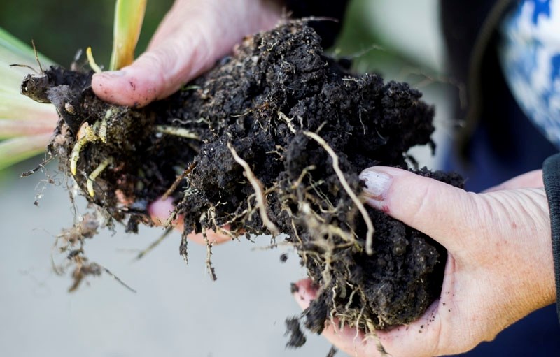 IRIS PLANT &#8211; To properly plant a Iris