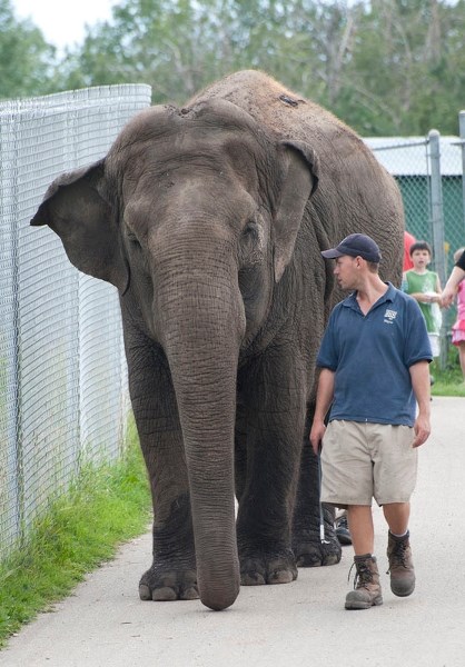 STREET LEGAL? — An unidentified attendant takes Lucy the Elephant for a stroll through the Edmonton Valley Zoo in this 2012 photo. A proposed bylaw in Morinville would