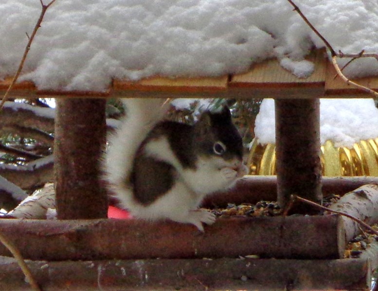 ODDBALL â€“ A rare red-tailed squirrel with a white tail snacks at a bird-feeder in Don Ladner&#8217;s backyard. The Forest Lawn resident said the unusual squirrel showed up