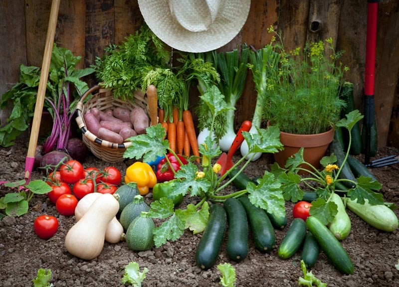 Growing food at home is a great way to save money.