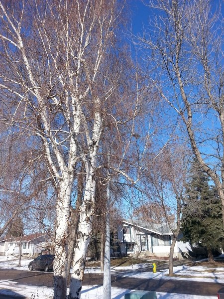 Homeowners are often scared to prune their favourite tree