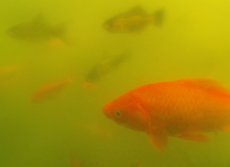 PESKY SURVIVORS â€“ A number of invasive goldfish swim through Edgewater Pond last weekend. A warm winter foiled the city&#8217;s attempt to exteriminate the fish. This